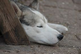 Husky is sleeping