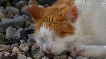 Orange and white cat is sleeping