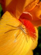 spider on a bright flower close up