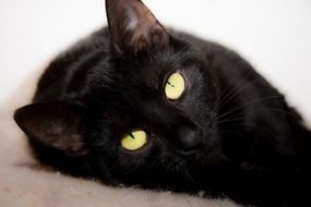 closeup picture of black cat with bright eyes