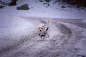 white small dog on a snowy road