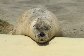 relaxing seal on the coast