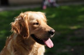 cute lovely Golden Retriever Dog