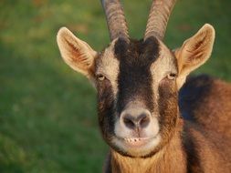 portrait of a brown goat