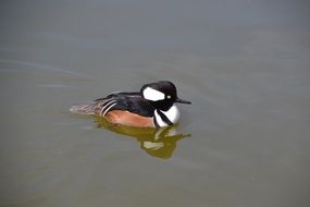 colorful water bird