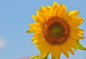 sun flower against a blue sky in the summer garden