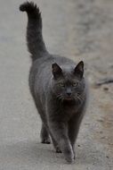 Black carthusian cat