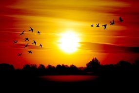 Sunrise Birds