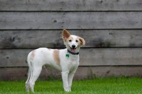 funny puppy on green grass near a wooden structure