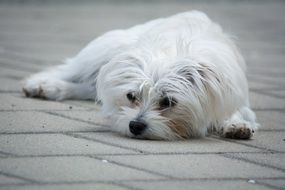 little white dog is lying on the pavement