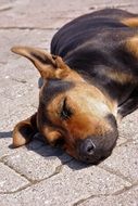 Portrait of Cute dog is sleeping