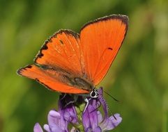 charmingly cute Butterflies Lycaena