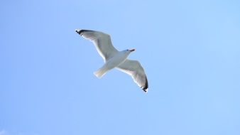 Photo of Wild Seagull on a sky