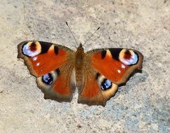 Lepidoptera Butterflies