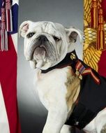 Bulldog is official mascot of Marine Corps