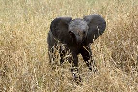 cute black little baby elephant in high grass