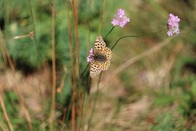 spotted Butterfly on pink Flower at wild