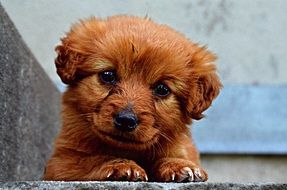sweet red puppy with cute eyes