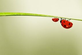 two ladybugs on one stem