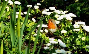 red robin in the flower bush