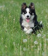 playful dog is having fun in the field with dandelions