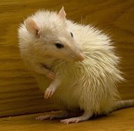 wet white mouse on a wooden floor