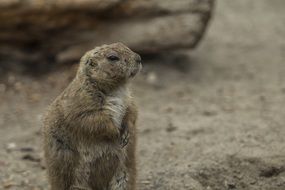 portrait of Wild prairie dog