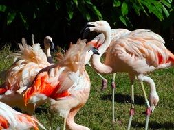 many colorful flamingos on a sunny day
