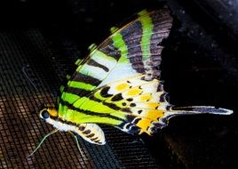 tropic green butterfly