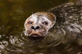 brown sea lion in the water