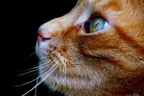 profile portrait of a red cat