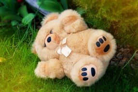 teddy bear on ground