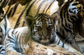 pretty Tiger Young