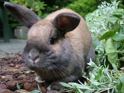 cute rabbit sitting in the grass