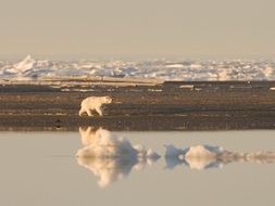 Polar Bear in the wildlife