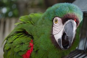 head of Green Parrot with grey beak