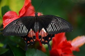 Papilio polytes, mormon Butterfly on flower