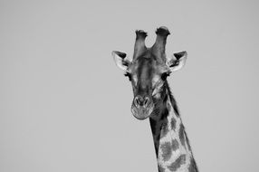 black and white photo portrait of a giraffe head