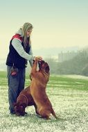 training of french mastiffs on the snowy field