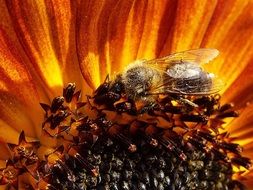 Bee in Sunflower macro photo