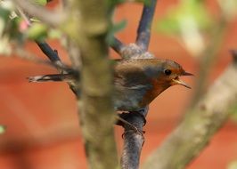 singing robin on the tree