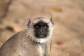 Hanuman Langur in India close up on blurred background