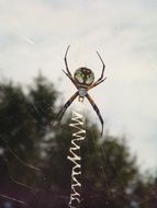 Spider on his spider web