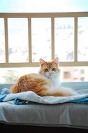 domestic cat on the terrace