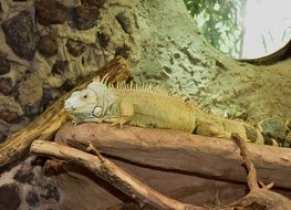 yellow green iguana