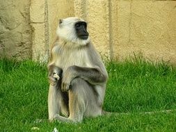 Exotic Monkey sitting on the grass at the zoo