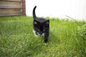 Black and white kitten on the grass