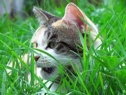 domestic cat hiding in the green grass