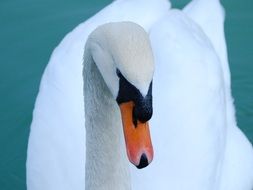 white swan with a red beak close-up