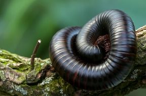 curled Giant Centipedes in Terrarium close-up on blurred background